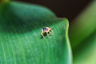 Close-up of insect on leaf