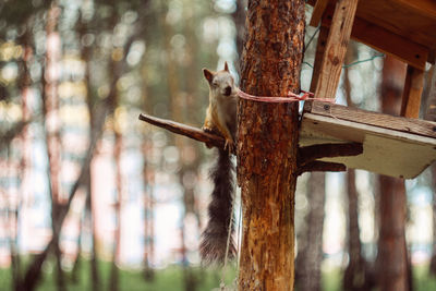 Squirrel on tree trunk