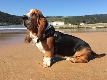 Dog looking away. blues on the beach - basset hound model posing.