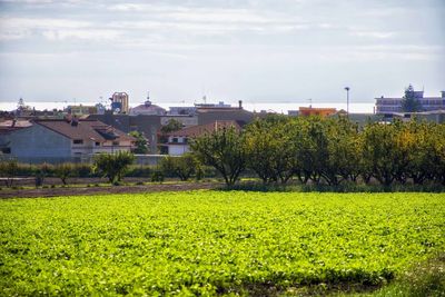 Plants growing in front of town against sky
