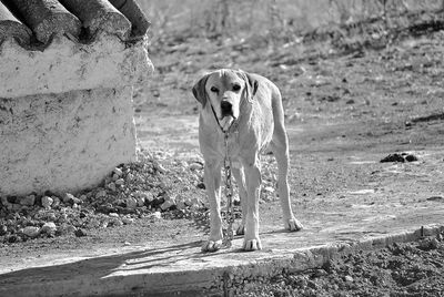 Dog on dirt road