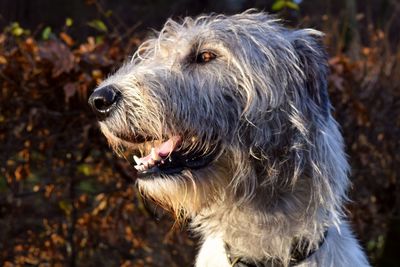 Close-up of dog