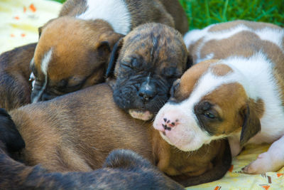 Group of sleeping boxer cute puppies. closeup view on the faces