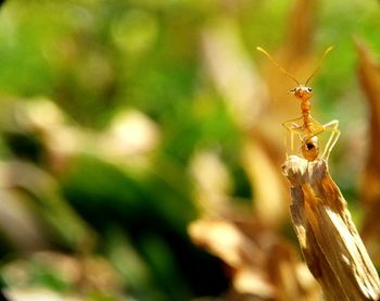 Close-up of insect on leaf