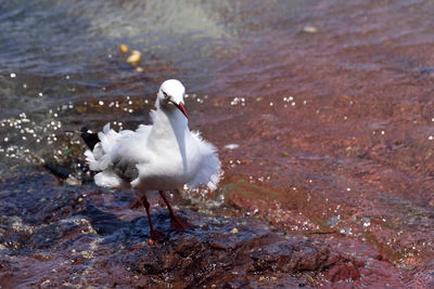 High angle view of white swan in lake