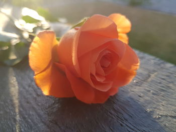 Close-up of rose on table