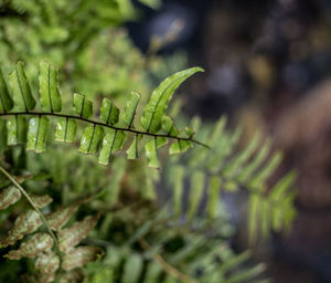 Close-up of fern leaves