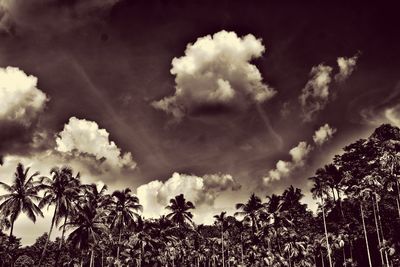 Low angle view of silhouette trees against sky