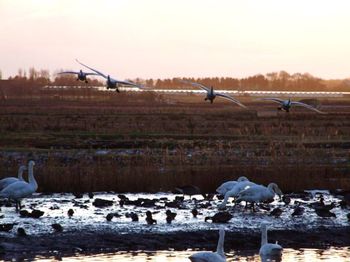 Birds flying over landscape against sky during sunset