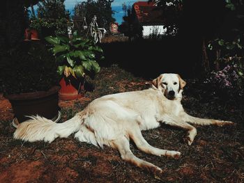 Portrait of dog resting in yard