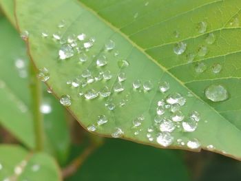 Close-up of raindrops on leaves