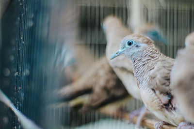 Close-up of bird in cage