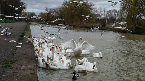 View of swans swimming in lake