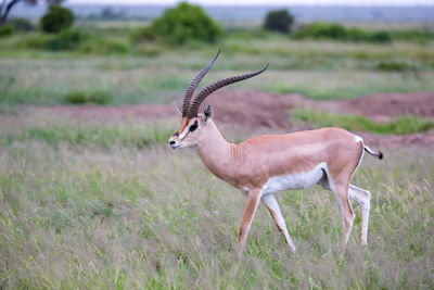 Side view of a horse on field