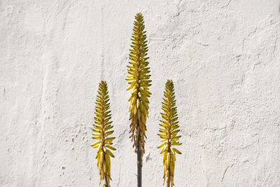 Close-up of yellow flowering plant against wall