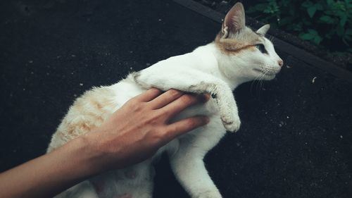 Close-up of hand holding cat