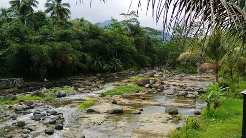 View of stream flowing through rocks in forest