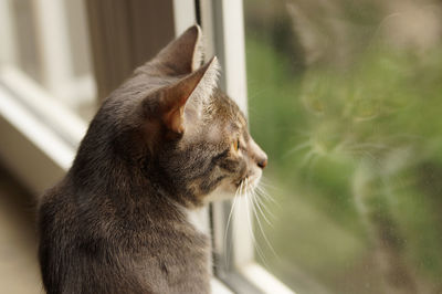 Close-up of cat looking through window