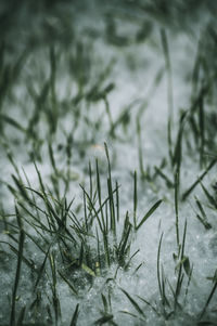 Close-up of frozen plants on field