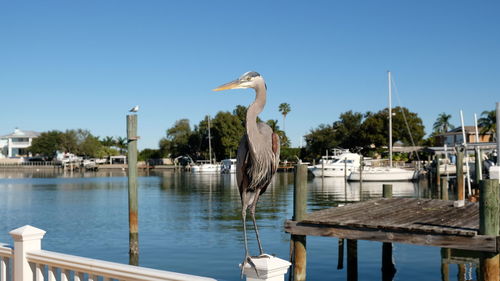 View of birds perching on wooden post