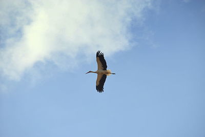 Low angle view of seagull flying in sky