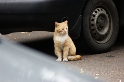 Cat sitting on a car