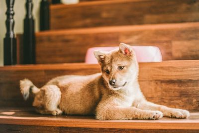 Side view of dog sitting on wooden steps at home