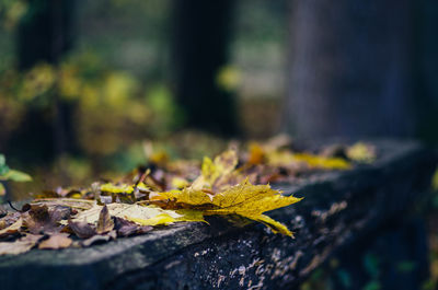 Fallen autumn leaves on retaining wall