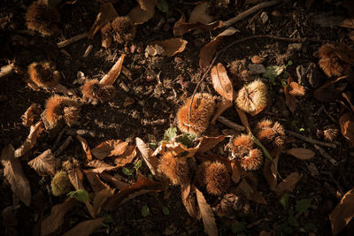 High angle view of dry leaves on field