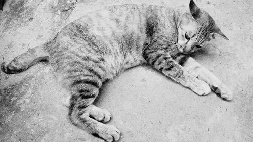 High angle view of cat sleeping