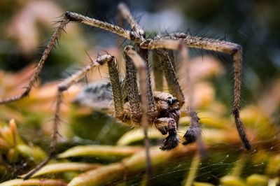 Close-up of insect on plant against blurred background