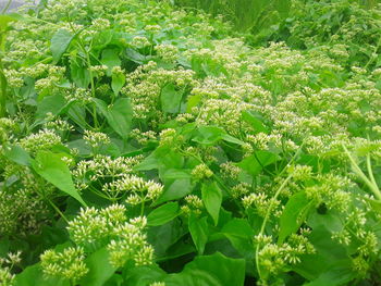 High angle view of fresh green plants on field