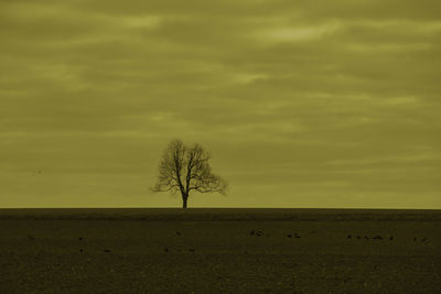 Bare tree on landscape against the sky