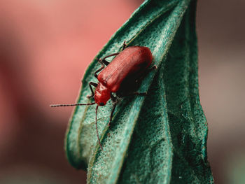 Close-up of insect on wall