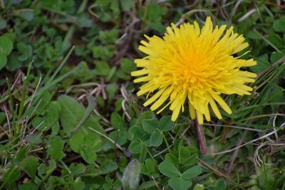 Close-up of yellow flower blooming in field