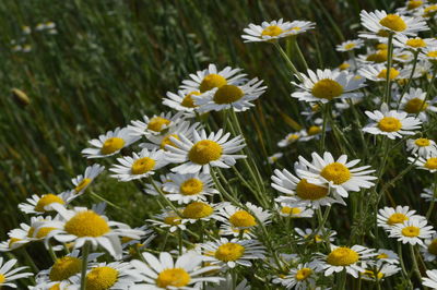 Close-up of daisies blooming on field