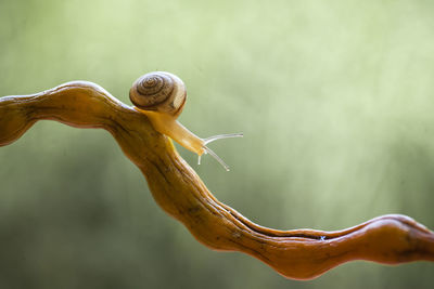 Close-up of snail on plant