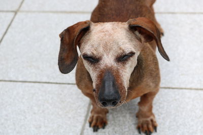 High angle portrait of dog relaxing on footpath