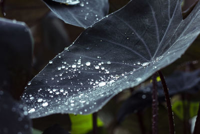 Close-up of water drops on leaves