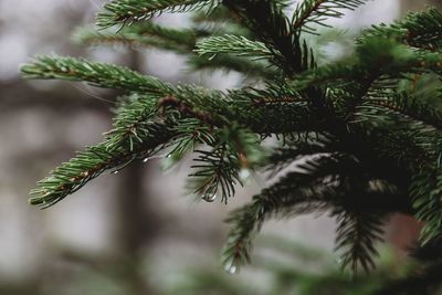 Close-up of pine tree branch