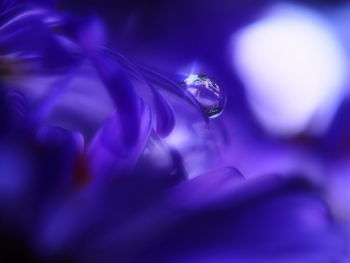 Close-up of jellyfish in water