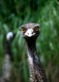 Close-up portrait of bird