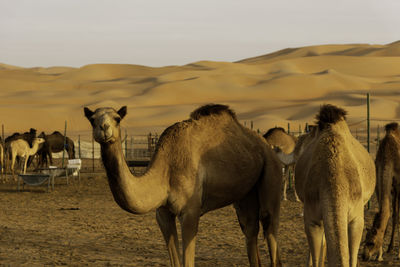 Camels in liwa desert