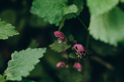 Close-up of bee on flower