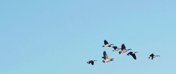 Birds flying against clear sky