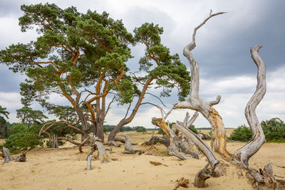 View of bare tree on sand against sky