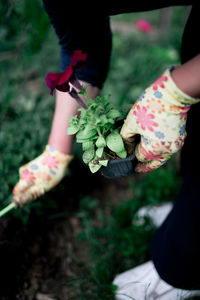 Gardener plants colorful herbs in garden soil