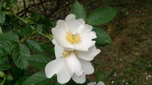 Close-up of white flower