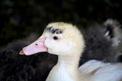 Portrait image of a muscovy duckling with downy feathers.