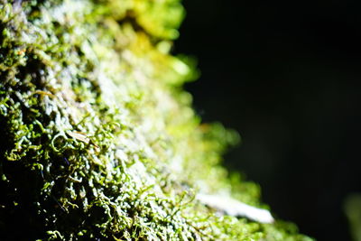 Close-up of moss growing on plant